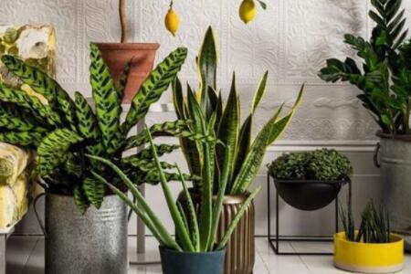 適合室內(nèi)的植物哪些不錯(cuò)？室內(nèi)的植物種植要注意什么？