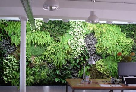 生態(tài)植物墻的設(shè)計原則？什么是生態(tài)植物墻？