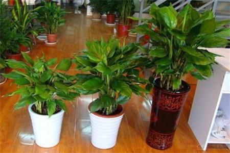 什么植物適合放室內(nèi)？室內(nèi)放植物注意什么？